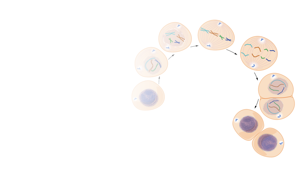 Mitosis Celular. Células madre dibujo